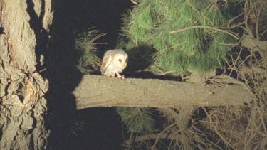 Barn owl perched on branch flies off.