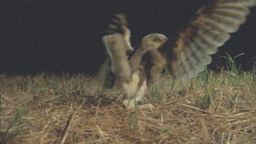 Barn Owl lands right on top of a mouse and kills it with its talons. It begins to eat. Spread wings