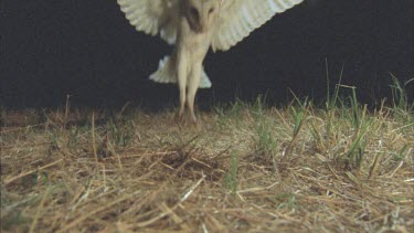 Barn owl lands on the grass and eyes the ground, looking for prey.