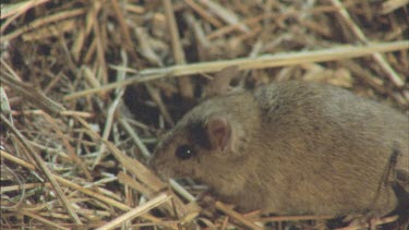 Mouse on the ground