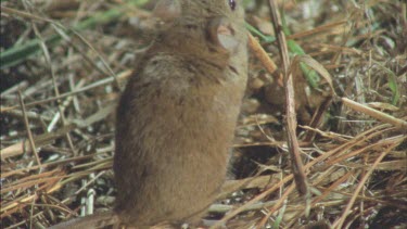 Mouse on the ground