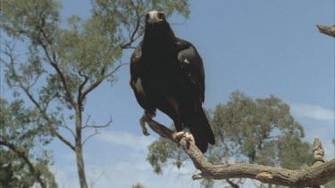 Wedge tailed Eagle perched on branch, arches body and takes off in slow motion. Eucalyptus in background.