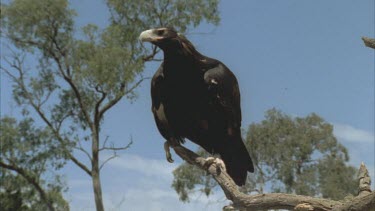 Wedge tailed Eagle perched on branch looking around