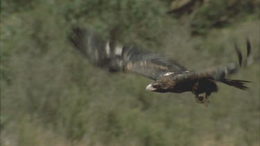 Wedge tailed eagle takes off flying low over grass