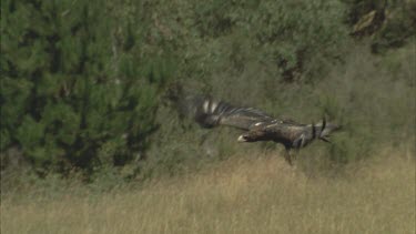 Wedge tailed eagle takes off flying low over grass, it chases after a rabbit but the rabbit escapes