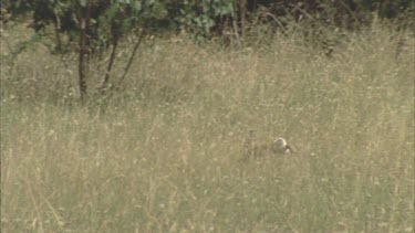 Rabbit hopping away