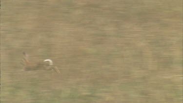 Rabbit hopping away into distance