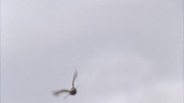 tries to attack pigeon feathers fly pigeon escapes