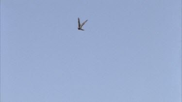 flying fast through sky hits pigeon and falls to ground