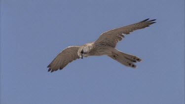 Kestrel hovers and flies out of shot.