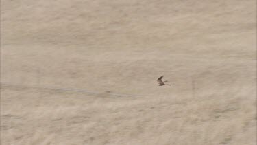 Kestrel flies over fields then hovers