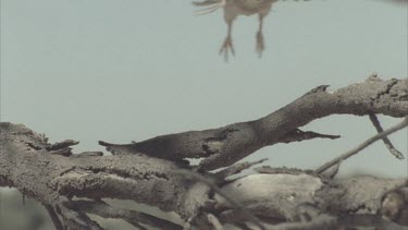 Kestrel lands on tree branch