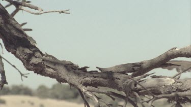 Kestrel on tree branch, landing