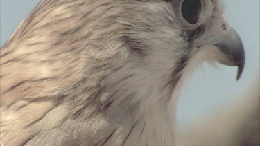 Kestrel on tree branch head beak eyes