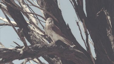 Kestrel in tree, looking alert, then takes off and flies out of shot.