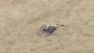 Pigeon takes off from handler. Tracking shot of pigeon flying out of frame.