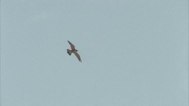 Tracking shot of Peregrine falcon in flight.