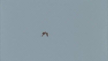 Tracking shot of Peregrine falcon in flight.