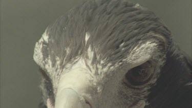Wedge tailed Eagle, head, sharp beak