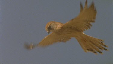 Kestrel hovering, beating its wings. Slomo