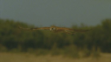 Kestrel hovering, trees in background