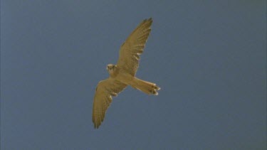 Kestrel hovering. It dives to camera. Slomo.