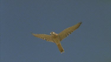 Kestrel dives to camera. Slomo.