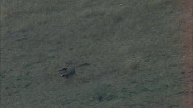 Kestrel in flight, flying low over grass. Slomo