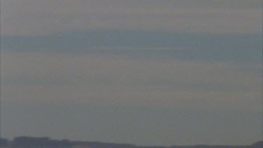 Kestrel in flight, trees and blue skies in background