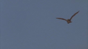 high speed Tracking shot of Peregrine falcon in air and towards camera