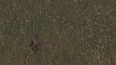 rabbit fleeing through grass white tail flashing escape