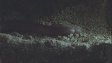 snake enters termite mound with eggs