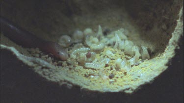 snake enters termite mound and forages for larvae