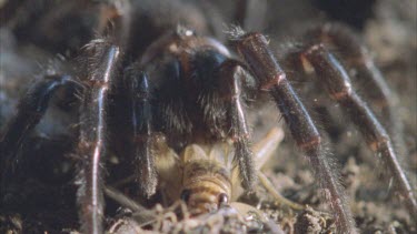 spider eating cricket