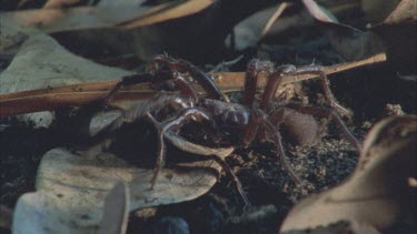 spider tapping legs