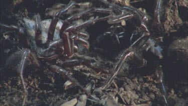 male and female spider tapping legs each others legs