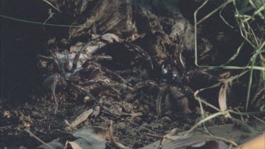 male and female spider tapping legs each others legs