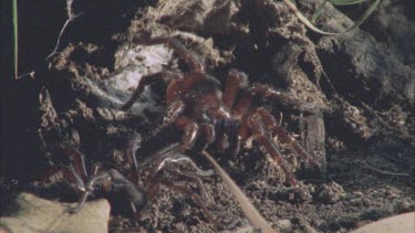 male and female spider tapping legs each others legs then female chase male