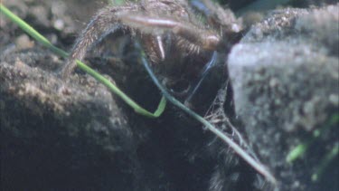 spider emerges from underground burrow