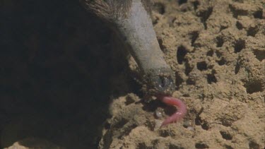 slow mo tongue 17cm long flicking into termite mound claw tearing at mound