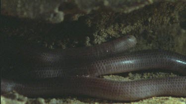 snake inside termite mound underground