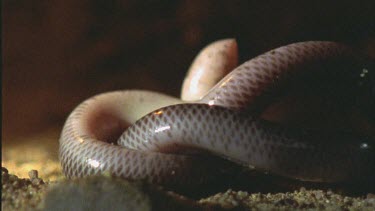 snake inside termite mound underground untwisting itself