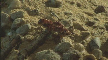 winged elates mating