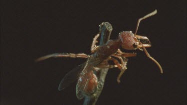 winged elate head thorax mandibles and antennae against black background