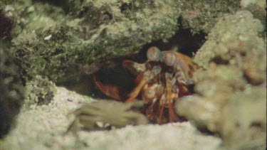 Stomatopod attacks crab by hammering it with its claw to break the hard exoskeleton