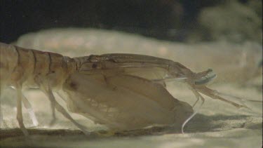 Side view profile of Stomatopod mantis shrimp showing large claw used to crack hard exoskeleton of prey.