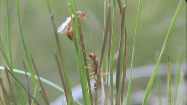 Winged Bulldog ants elates climbing on blades of green grass