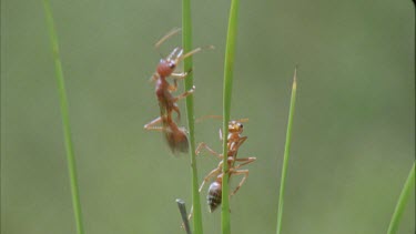 Winged Bulldog ants elates climbing on blades of green grass