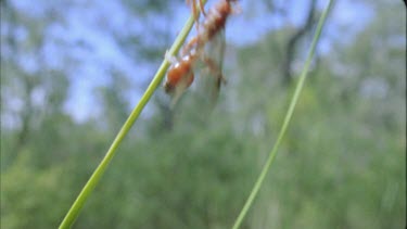 Winged Bulldog ant elate climbing up blade of green grass, flies off the top of the blade and. Dispersal to find unrelated mate and begin new colony.