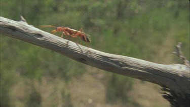 Winged Bulldog ant elate climbing along dead tree branch